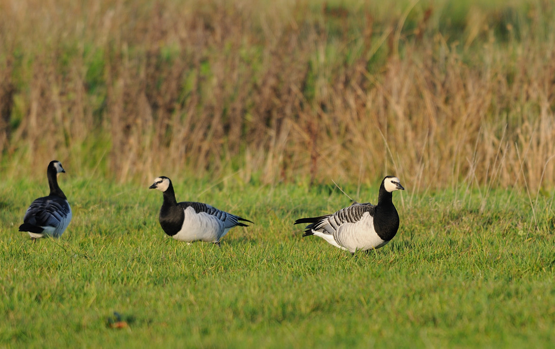 Three Barnacle Geese in a field by Keith Kirk (Archive Picture)