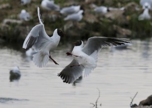 Black-Headed Gulls, Cr. Rob Werran