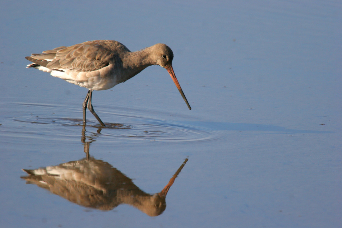 Black-tailed Godwit reflected in calm water Cr. Ray Cottrell