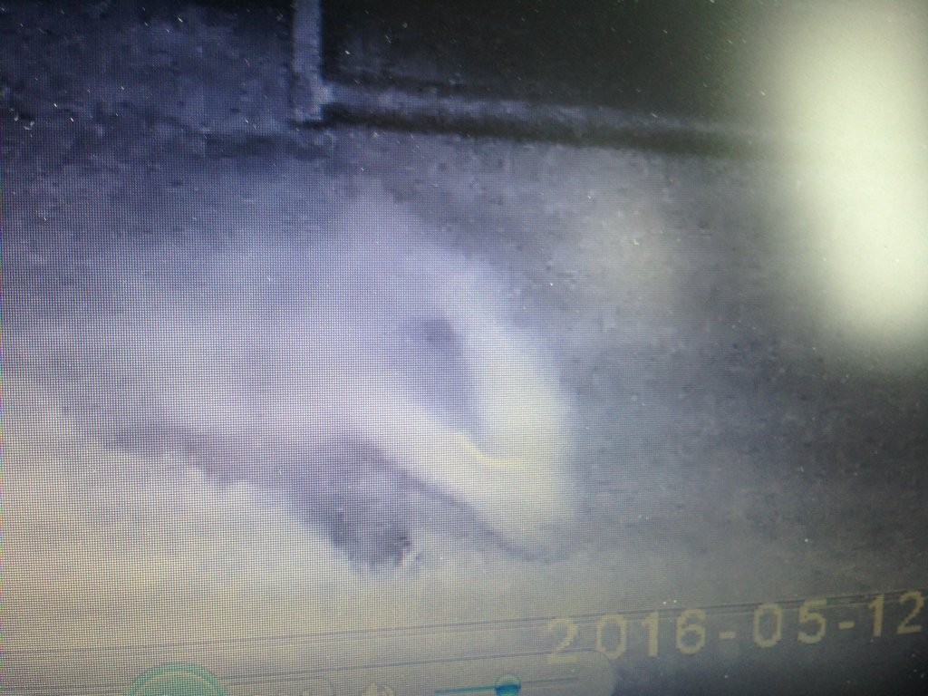 'Ghost' Badger caught on a trail camera at Martin Mere