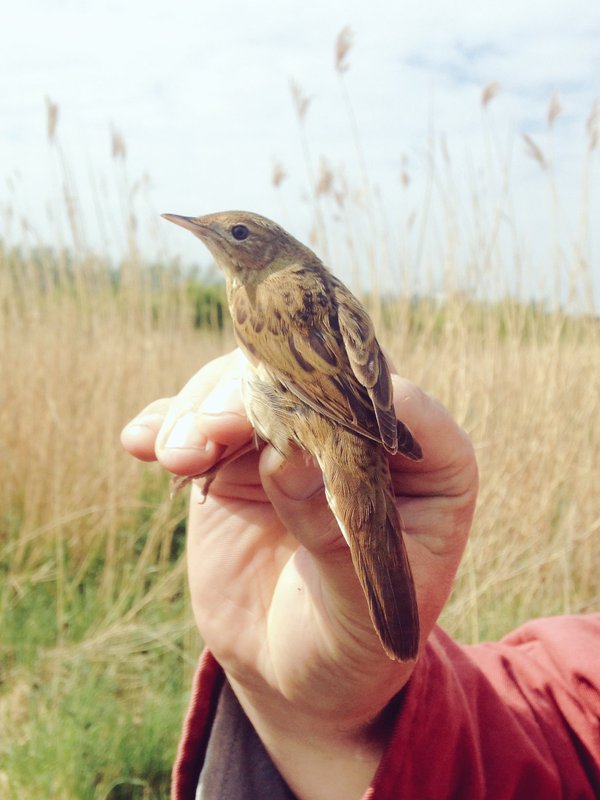 Grasshopper Warbler showing well after being extracted from a mist net!
