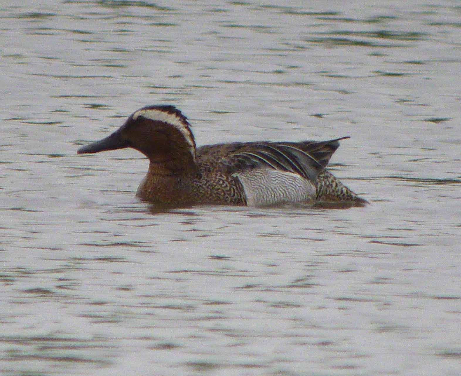 Garganey, male, MJMcGill