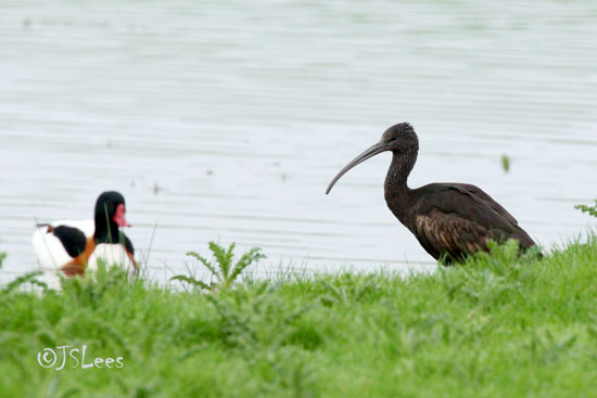 Glossy-Ibis-May-2016