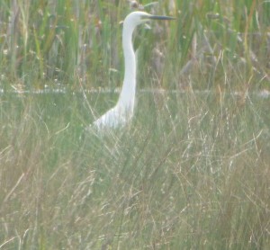 Great White Egret, MJMcGill