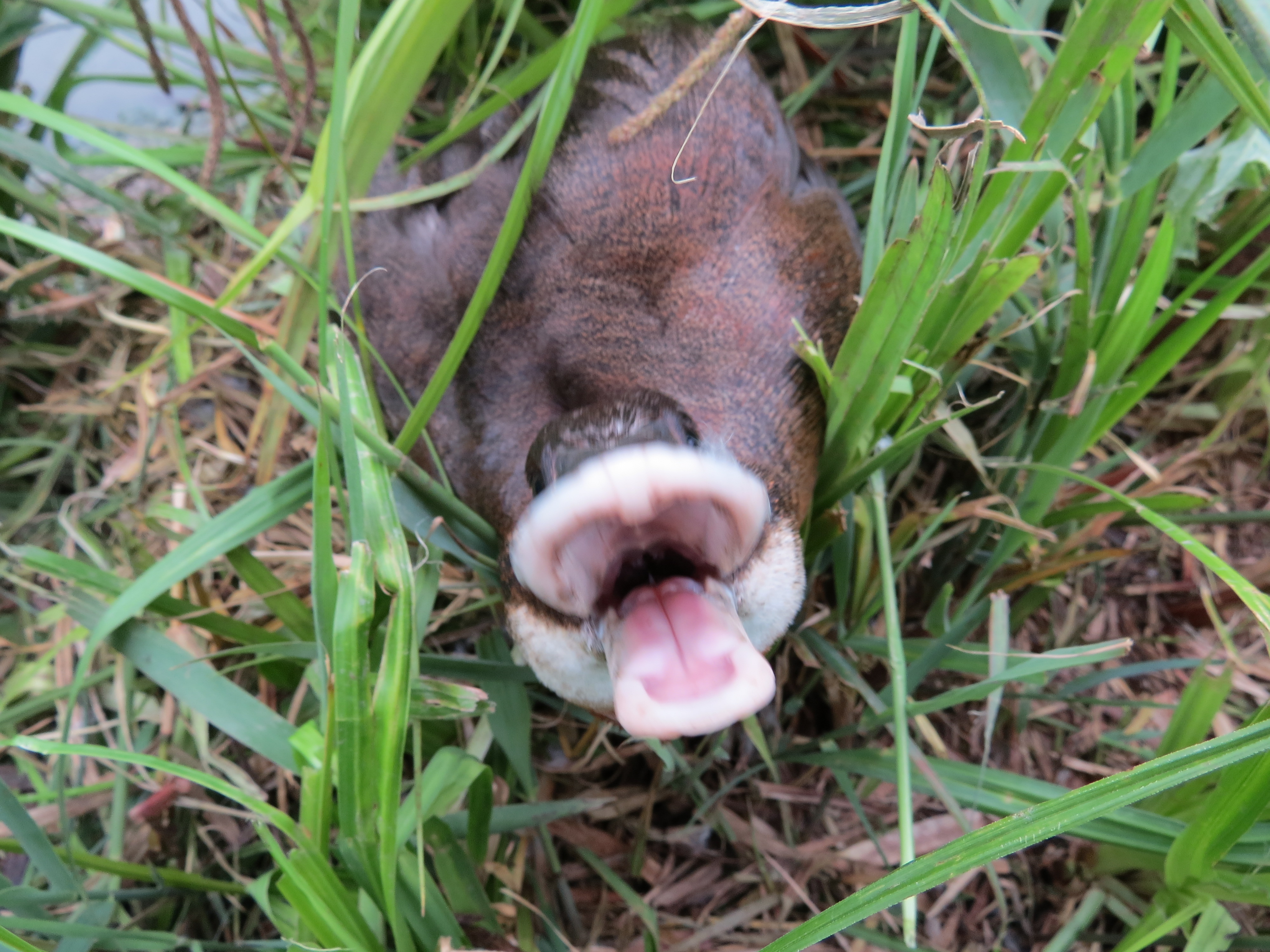 An angry female Maccoa.