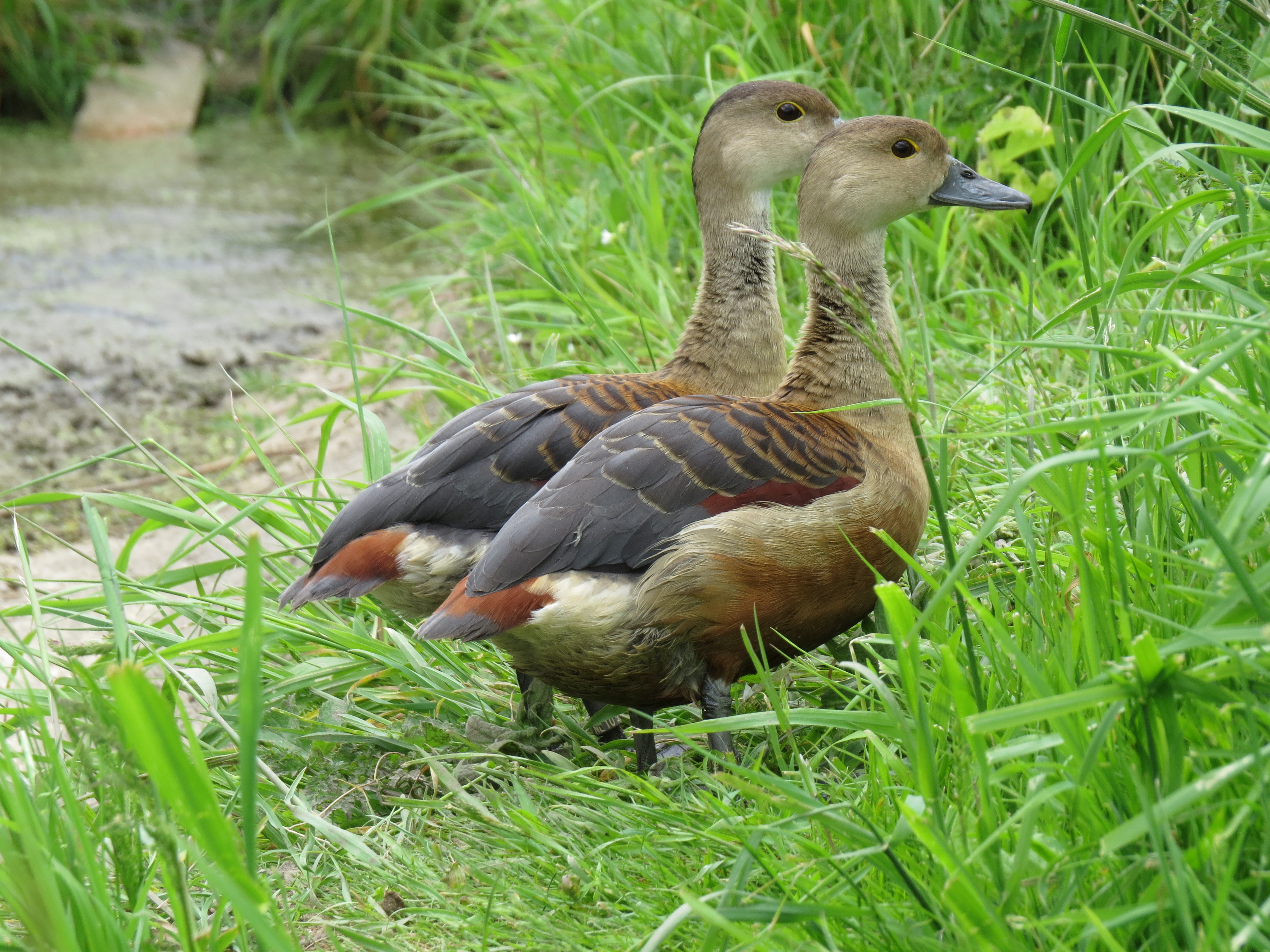 A heavy lesser whistling duck.