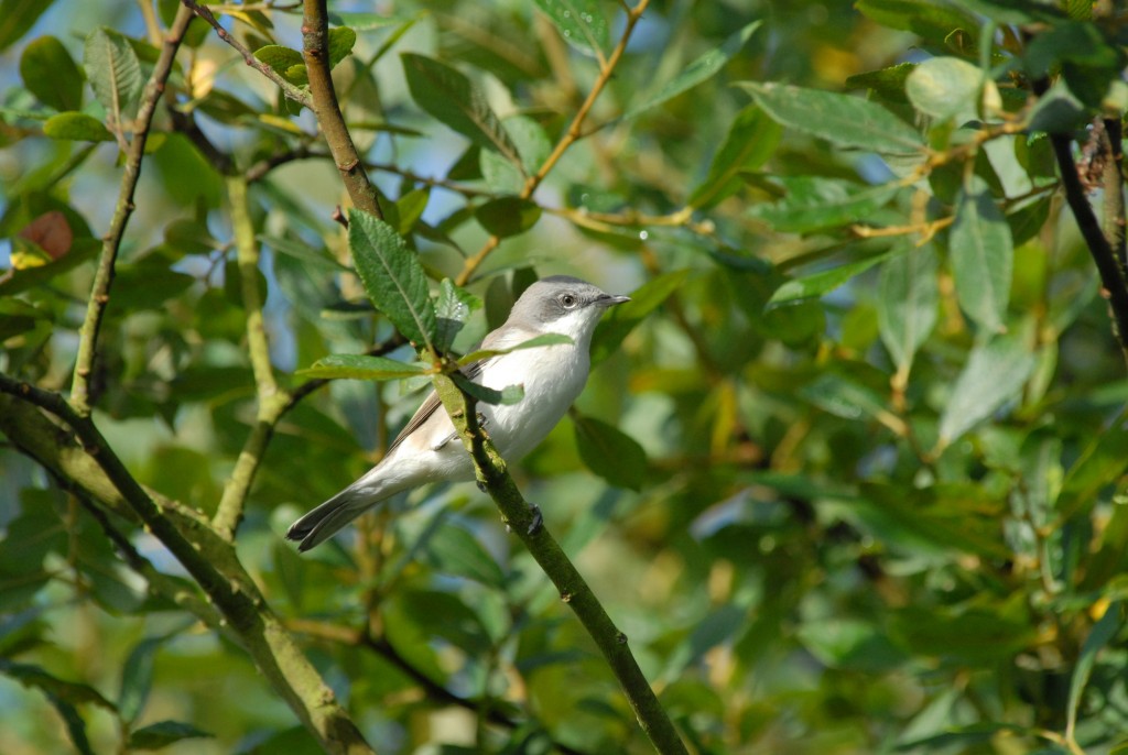 Lesser Whitethroat at Slimbridge by James Lees (Archive Picture)