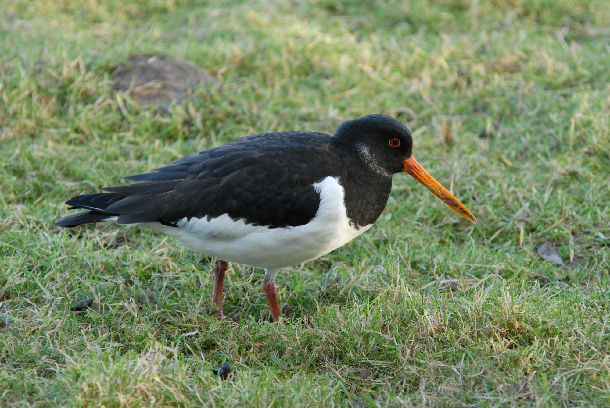 Osytercatcher at Slimbridge by James Lees (Archive picture)