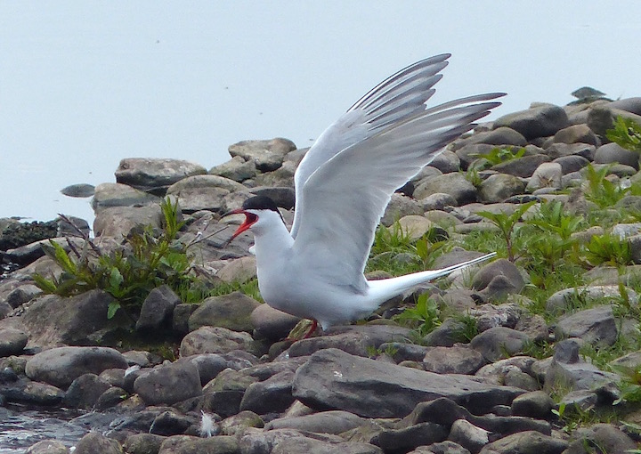 Common Tern on the Mere giving good views from the Discovery Hide (G. Taylor)