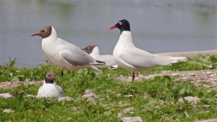 Med Gull with Black-headed Gulls on the Mere (T. Disley)
