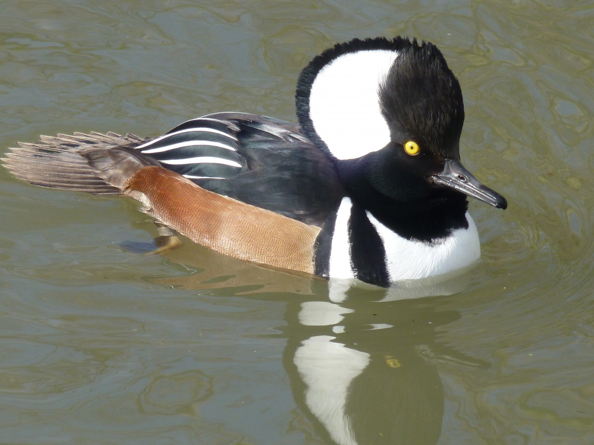 The colours on this drake hooded merganser tell us that birds must see in colour. Otherwise it is wasted effort. Species of birds, like this duck and like the flamingos, that use colour to attract a mate will have very good colour vision to detect the best quality partner.