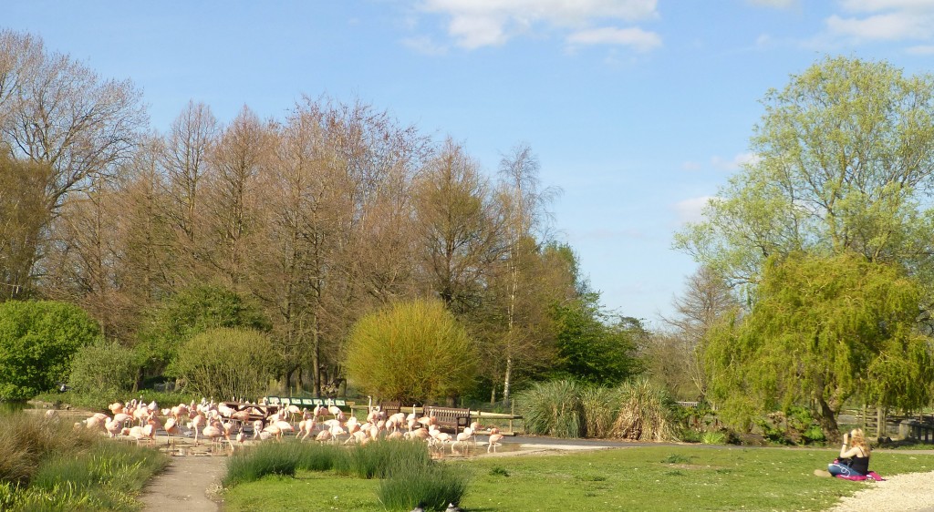 The Chilean flamingo flock at WWT Slimbridge provides an excellent research tool for investigating animal behaviour.