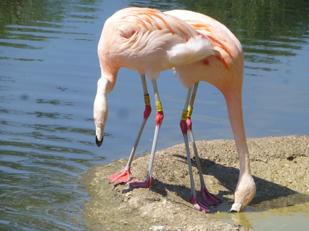 A female and male Chilean flamingo with a ring on each leg. Bright yellow, they differ from the other rings in the flock and hence are very obvious. We can use this to follow specific birds more closely.