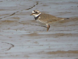 Ringed Plover, Middle Point Severn, MJMcGill