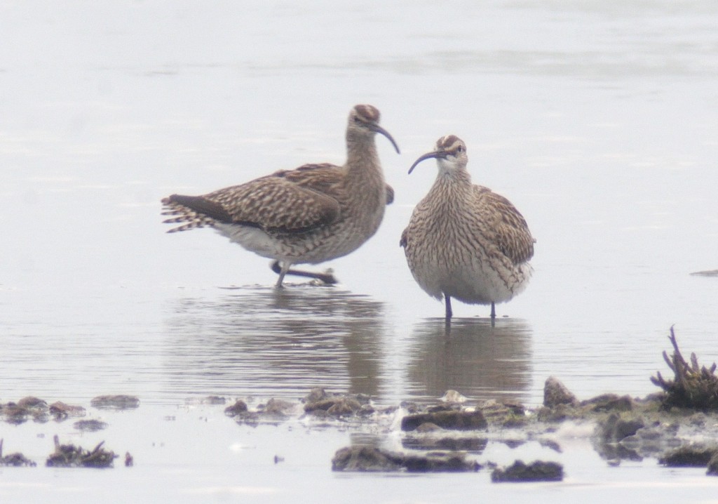 Two out of a group of 4 Whimbrel on the Mere this afternoon (T. Disley)