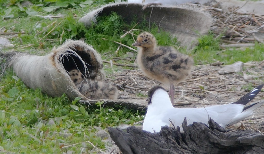 Black-headed Gull chicks, one using the 'carpet' for cover (T. Disley)