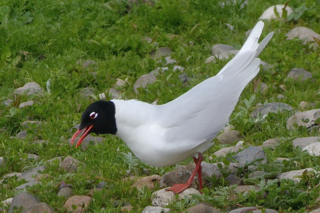 Med Gull displaying to Black-headed Gulls (T. Disley)