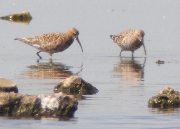 Curlew Sandpipers on the Mere taking time out from their long migration (T. Disley)