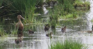 Shoveler duck with 12 ducklings