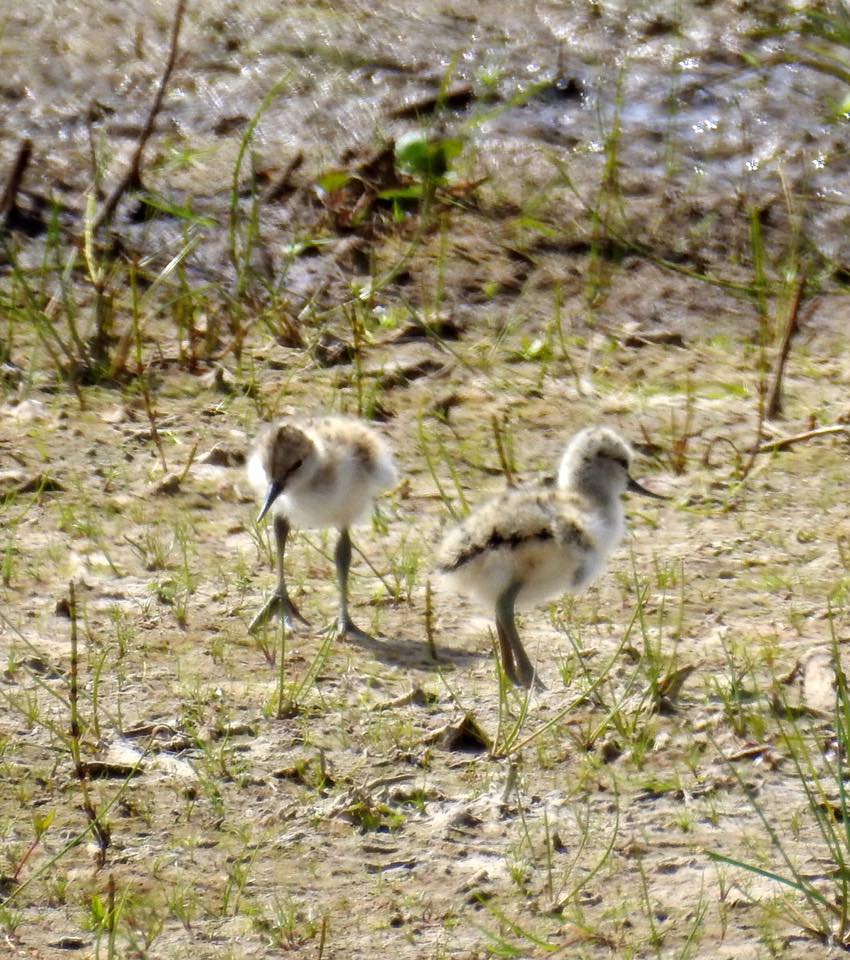 Avocet chicks by Ness Fullerton