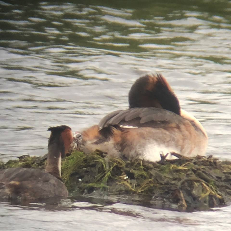 Great-crested Grebe chick just visible between the two adults ( pic Tom Clare)