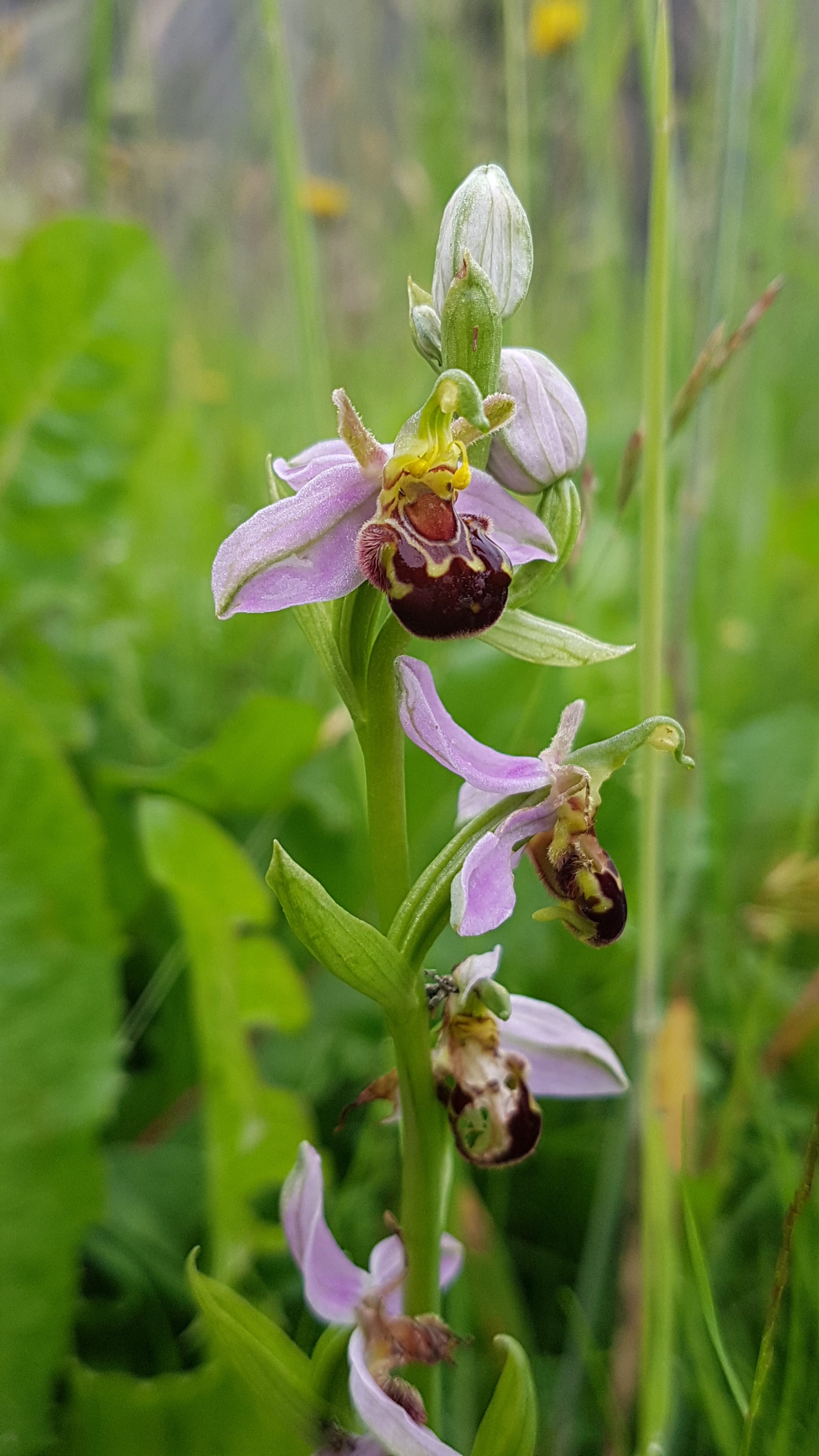 Bee Orchid on the banking at the Harrier Hide