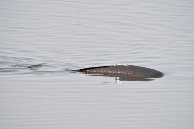 Carp have been very active on the Mere with up to 12 being seen regularly (T. Disley)