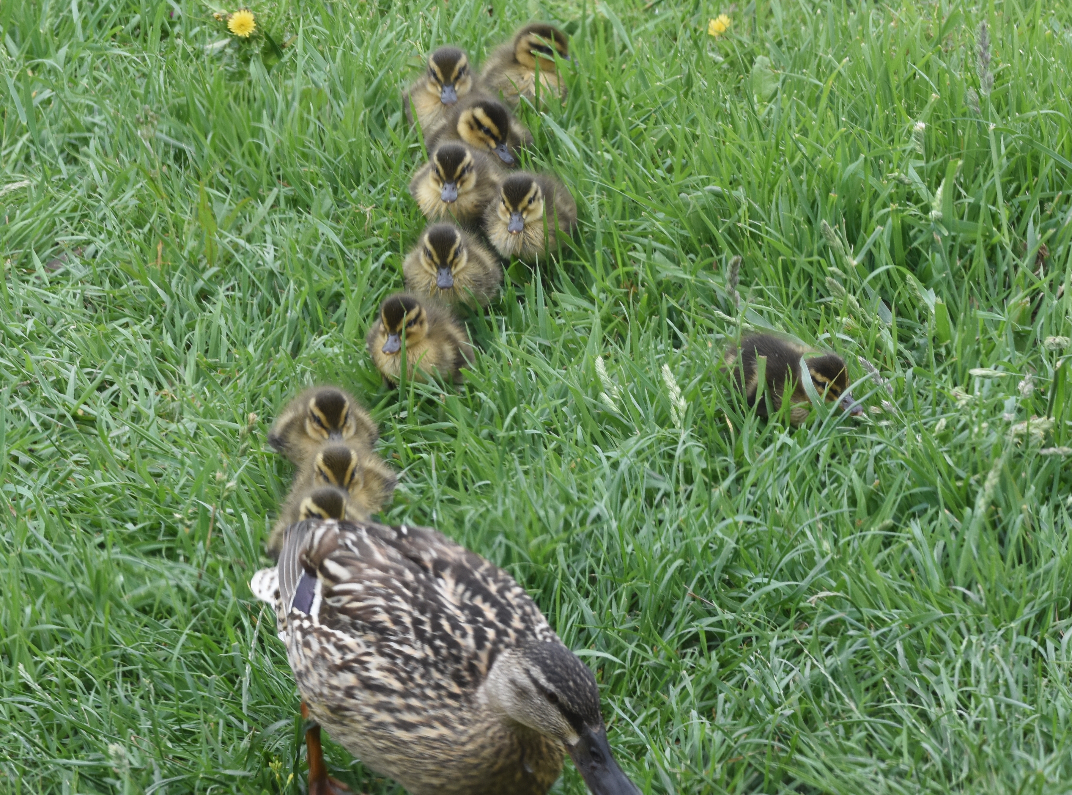 Mallard and ducklings