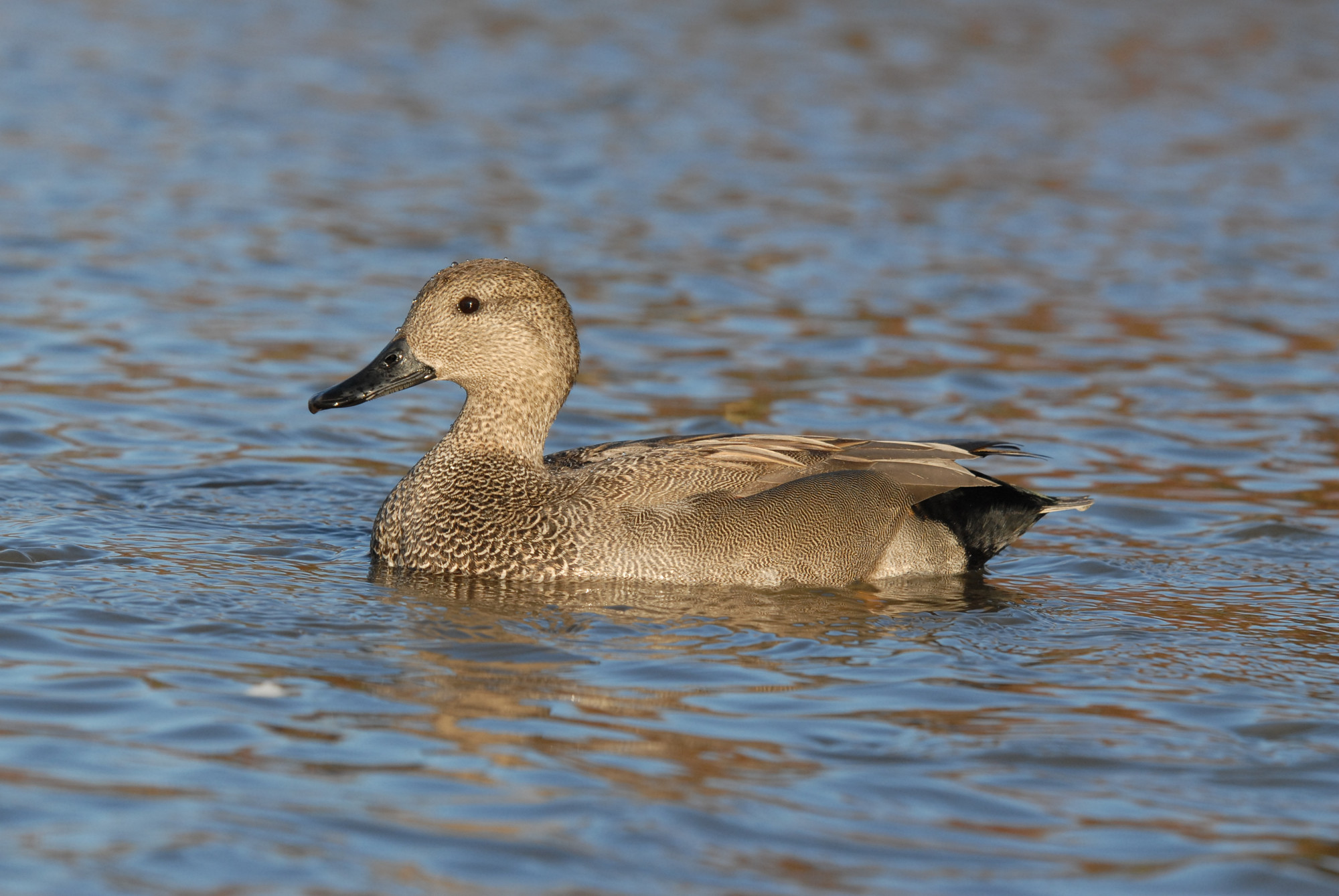 Male Gadwall at Slimbridge by James Lees (Archive Picture)