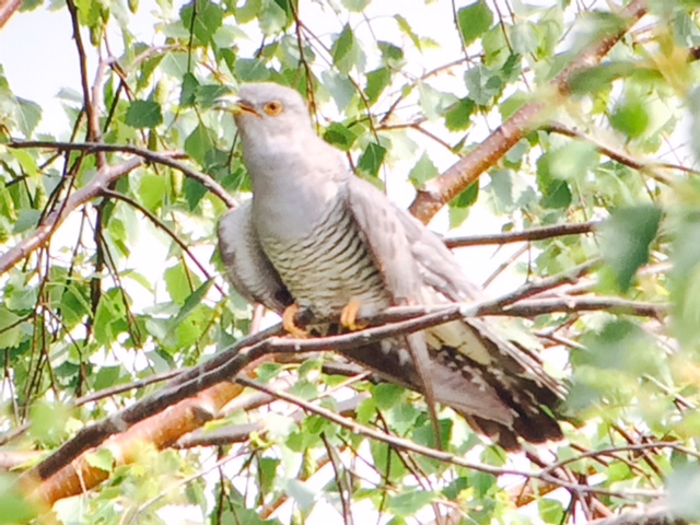 Cuckoo from Ron Barker hide (photo by Phil Johnson)