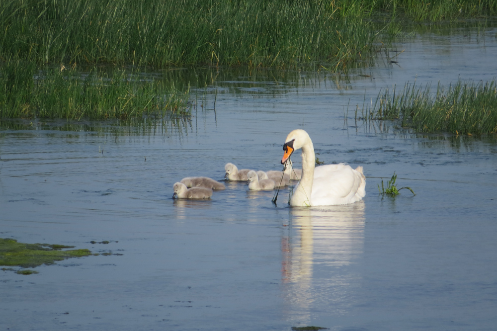 Mute swan and cygnets