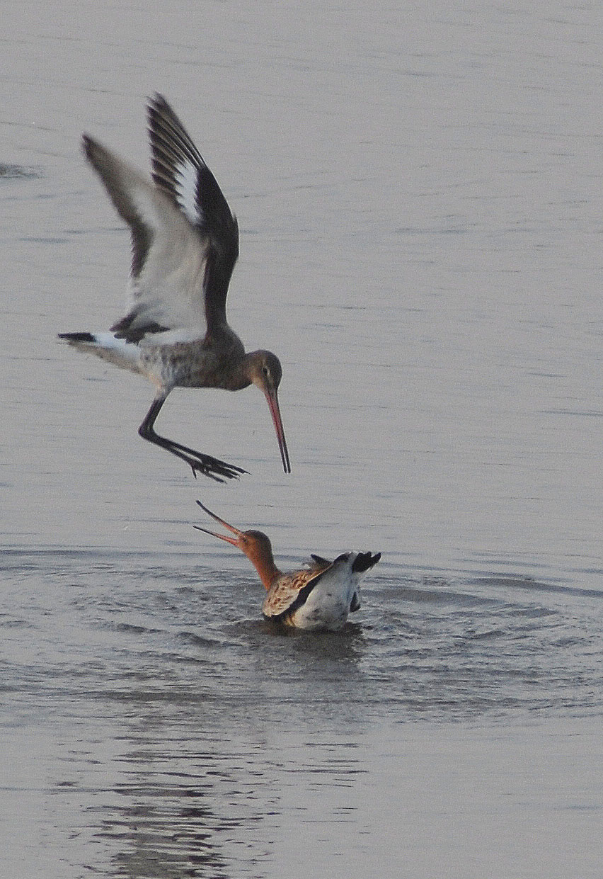 Black-tailed godwit pair fencing by Jon Reeves