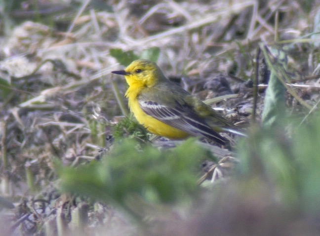 Yellow Wagtail along Curlew Lane (T. Disley)