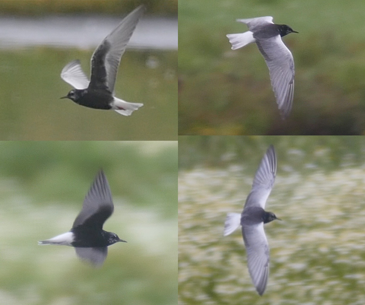 White-winged Black Tern montage (T. Disley)