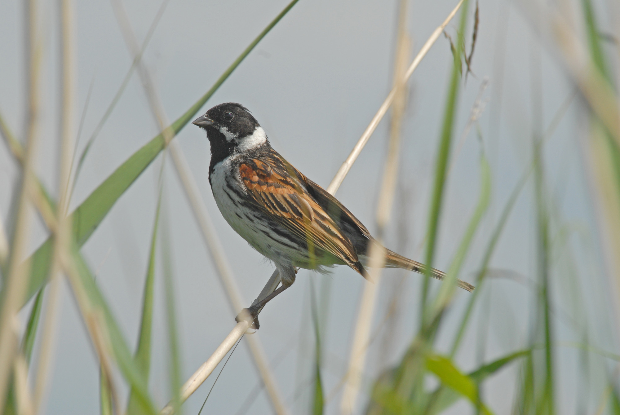 Male Reed bunting perching in reeds  Slimbridge. Taken by James Lees (Archive Picture)