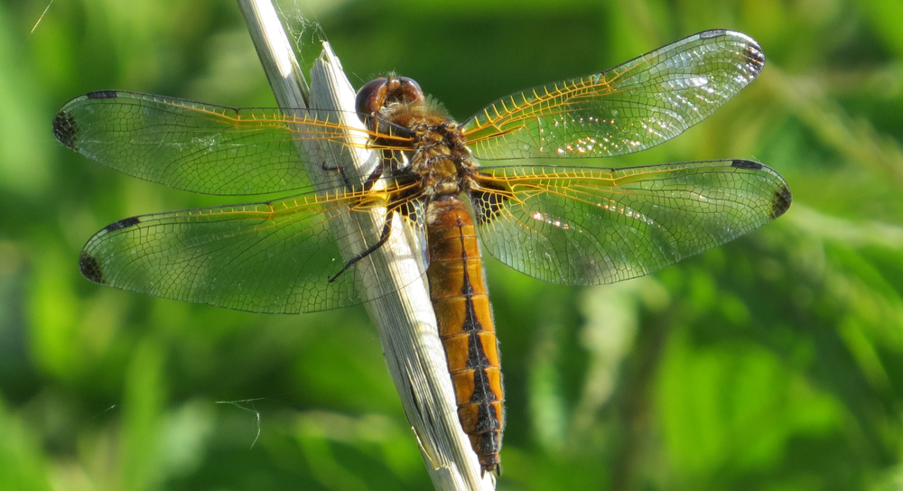 Scarce chaser dragonfly by Louise Clewley