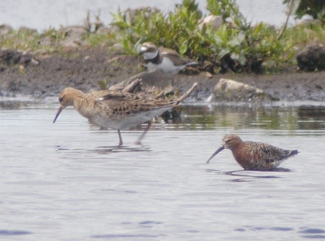 Curlew Sandpiper with Ruff and Little Ringed Plover (T. Disley)