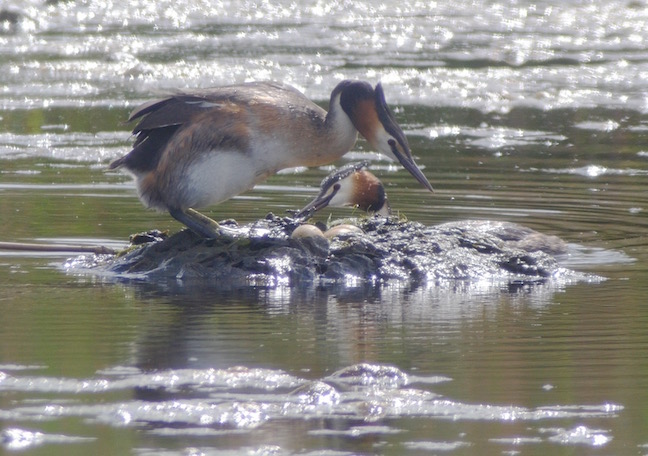 Great Crested Grebes from Harrier Hide (T. Disley)