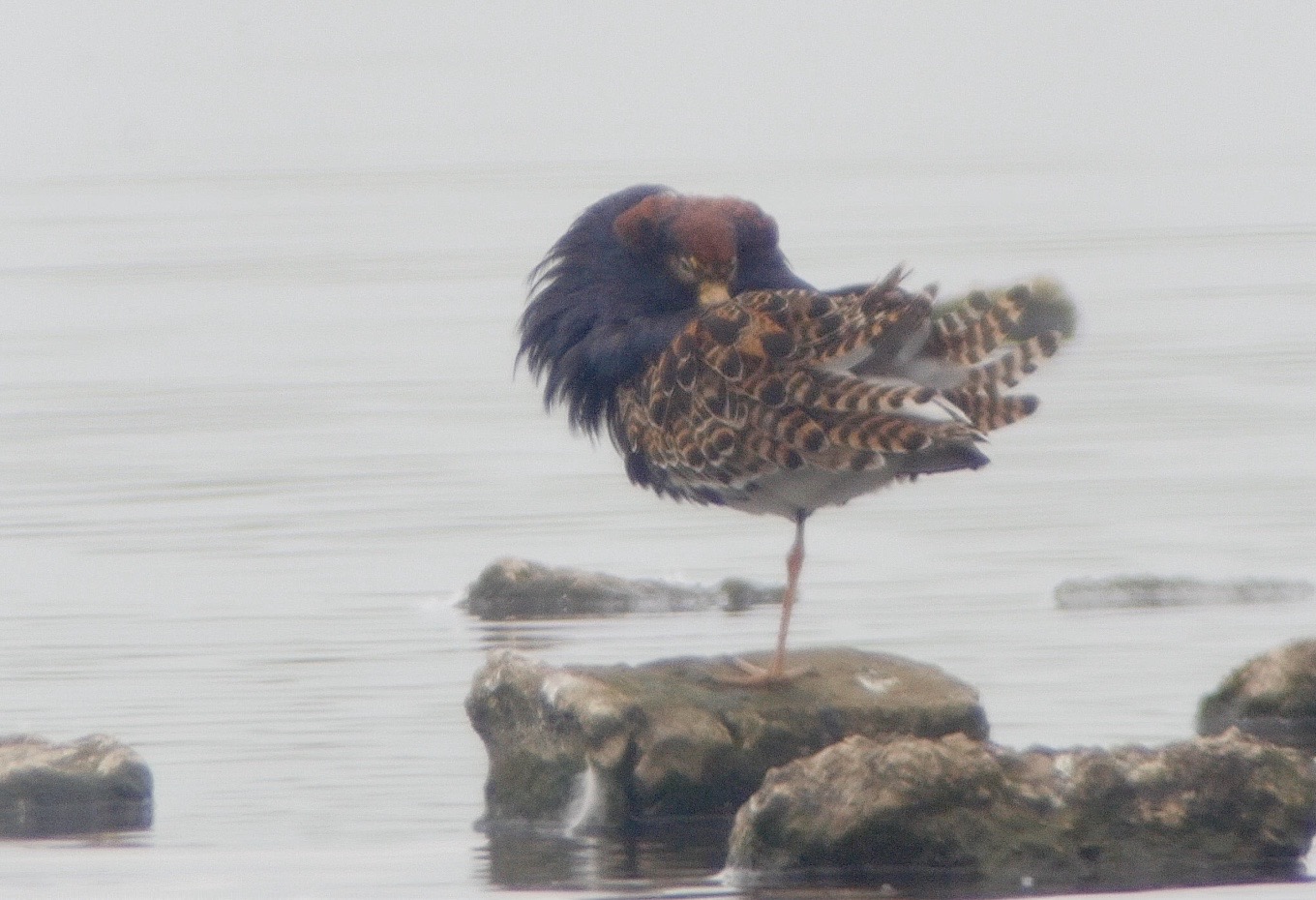 Male Ruff on the Mere today (T. Disley)