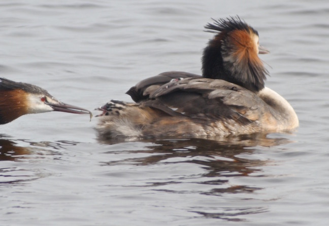 Great Crested Grebes feeding chick from Harrier Hide (T. Disley)
