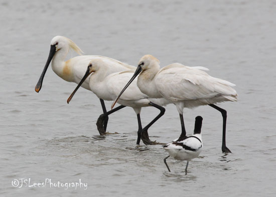 Spoonbill-2-june-2016-jslees