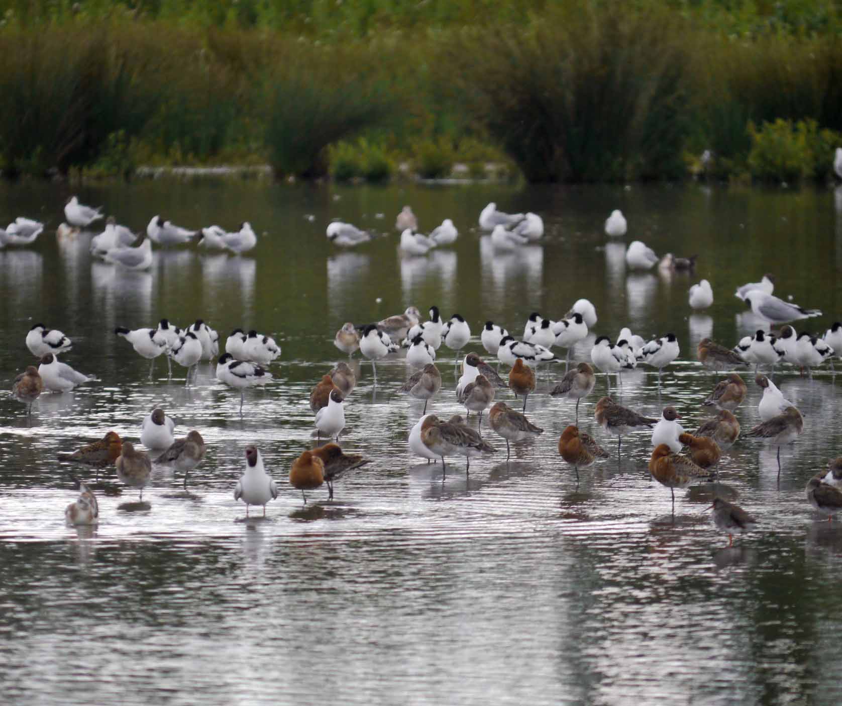 Waders and gulls, MJMcGill