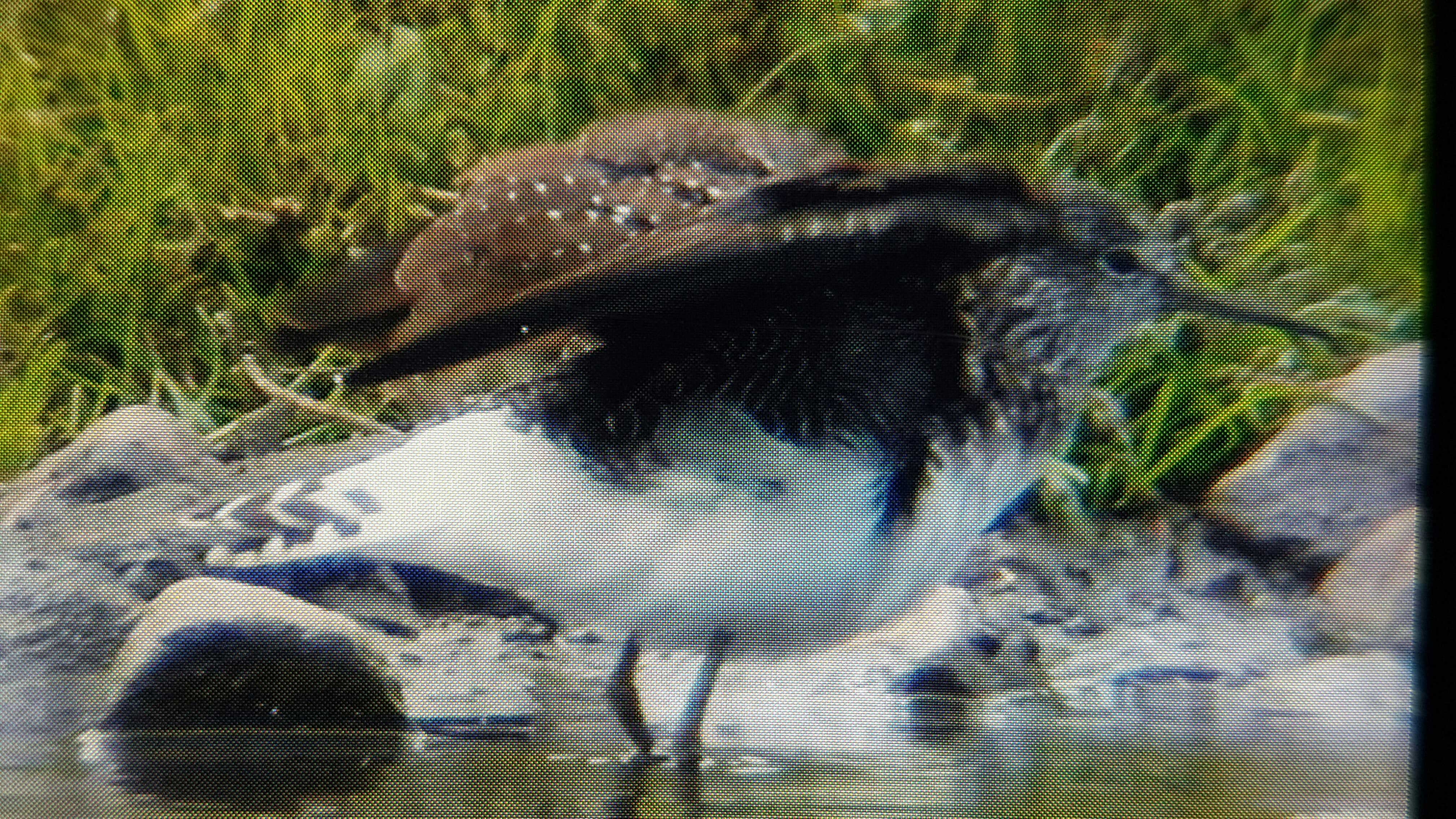 Green Sandpiper from the Hale Hide. back of the camera shot. Rob Adderley