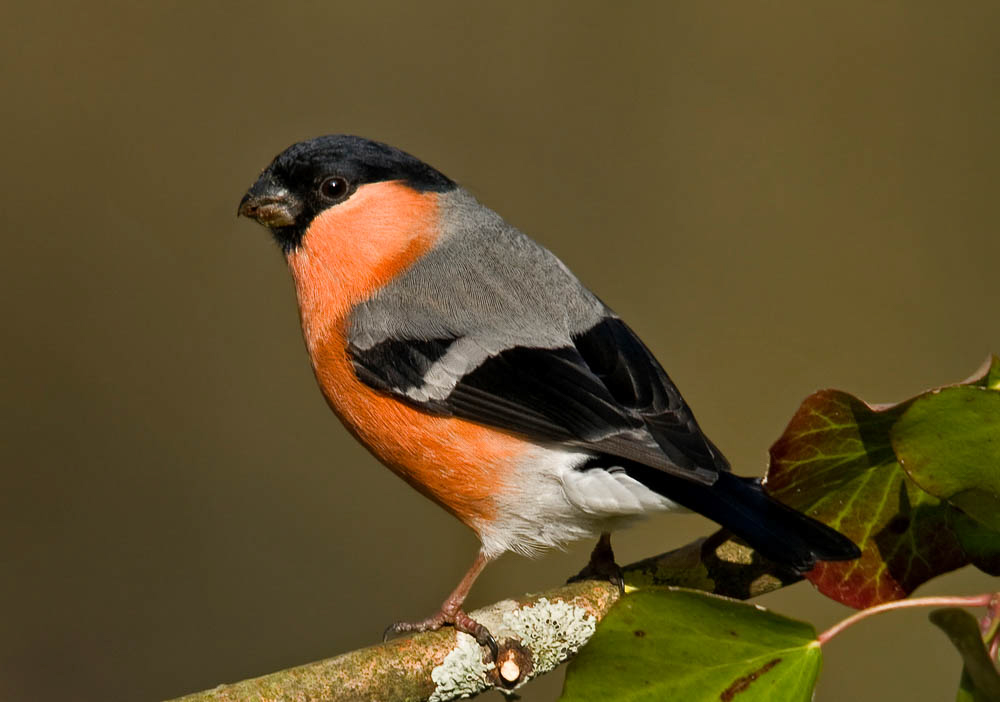 Male Bullfinch taken by Wayne Davies (Archive Picture)