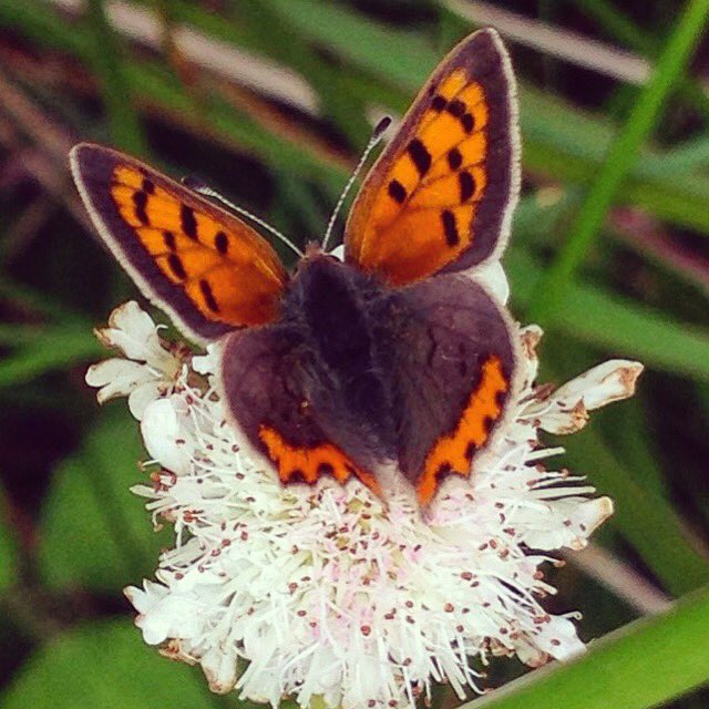 Small Copper - pic by Amy Sherwin