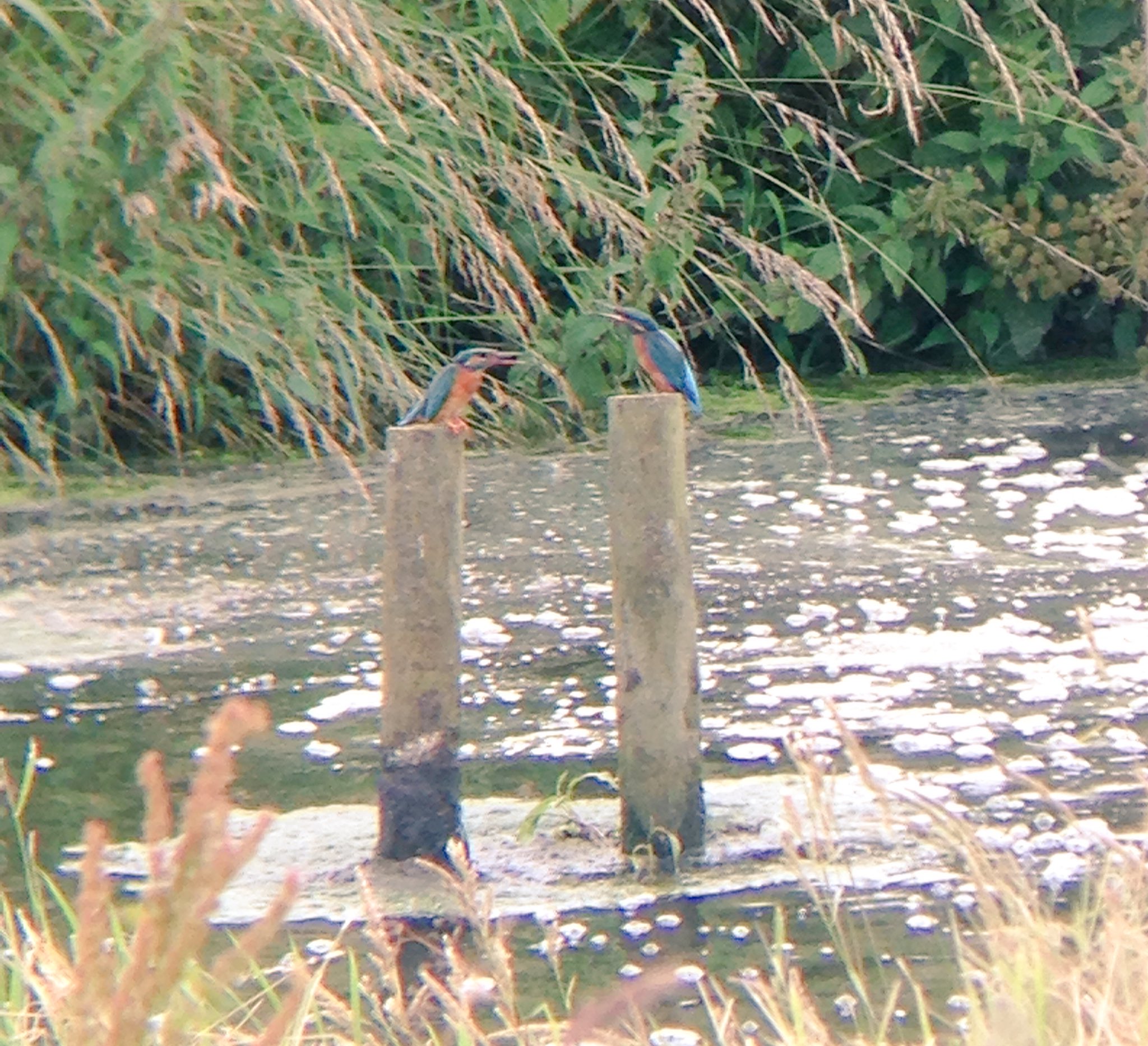 Kingfisher from the Ron Baker Hide - pic by Rosie Simpson