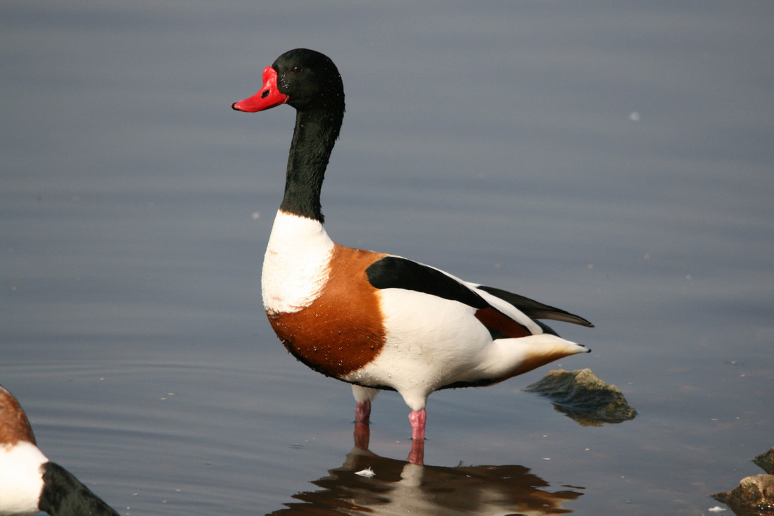 Common Shelduck taken by Joe Connolly (Archive Picture)