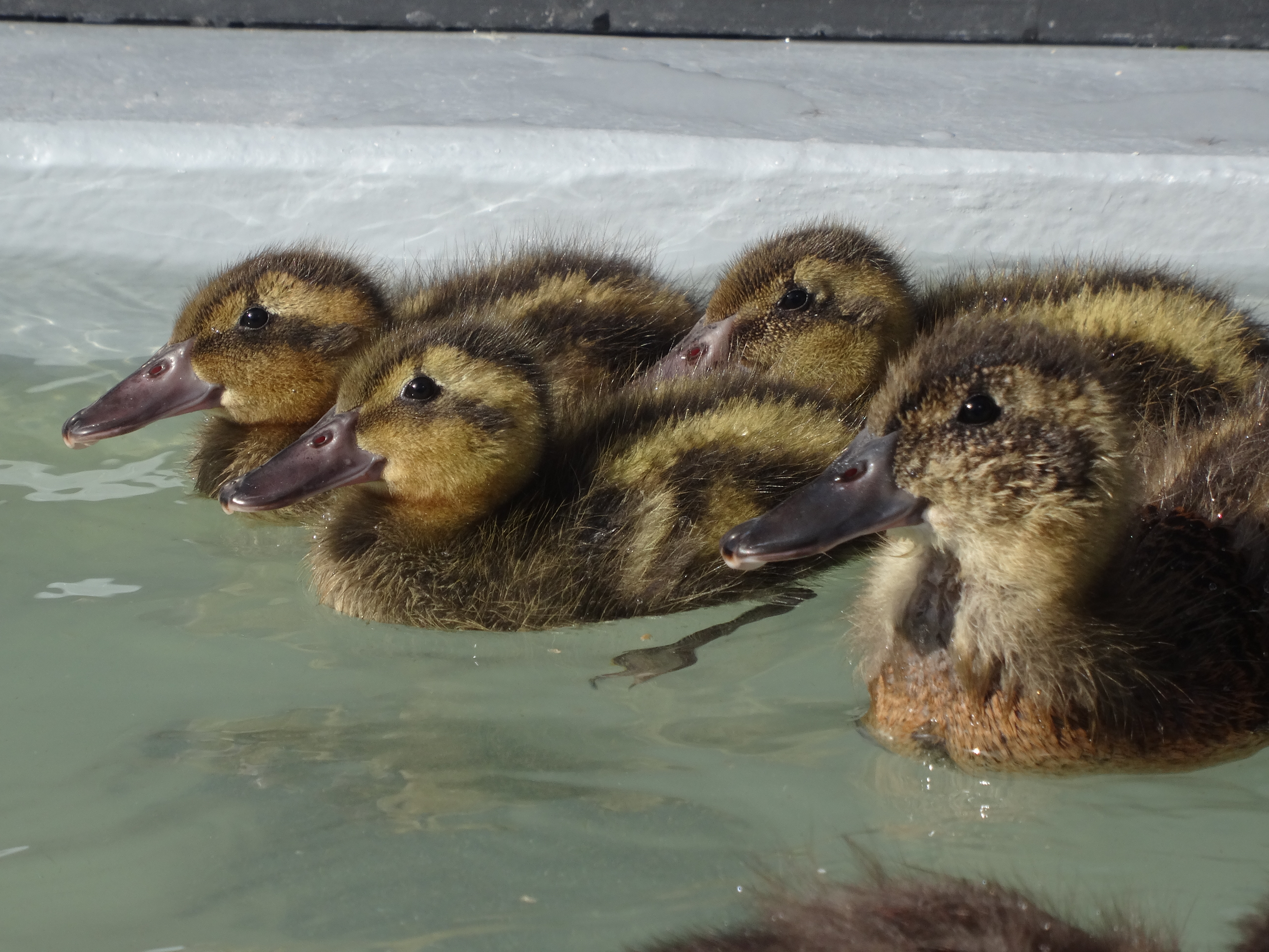 The fascinating Black-headed duck...