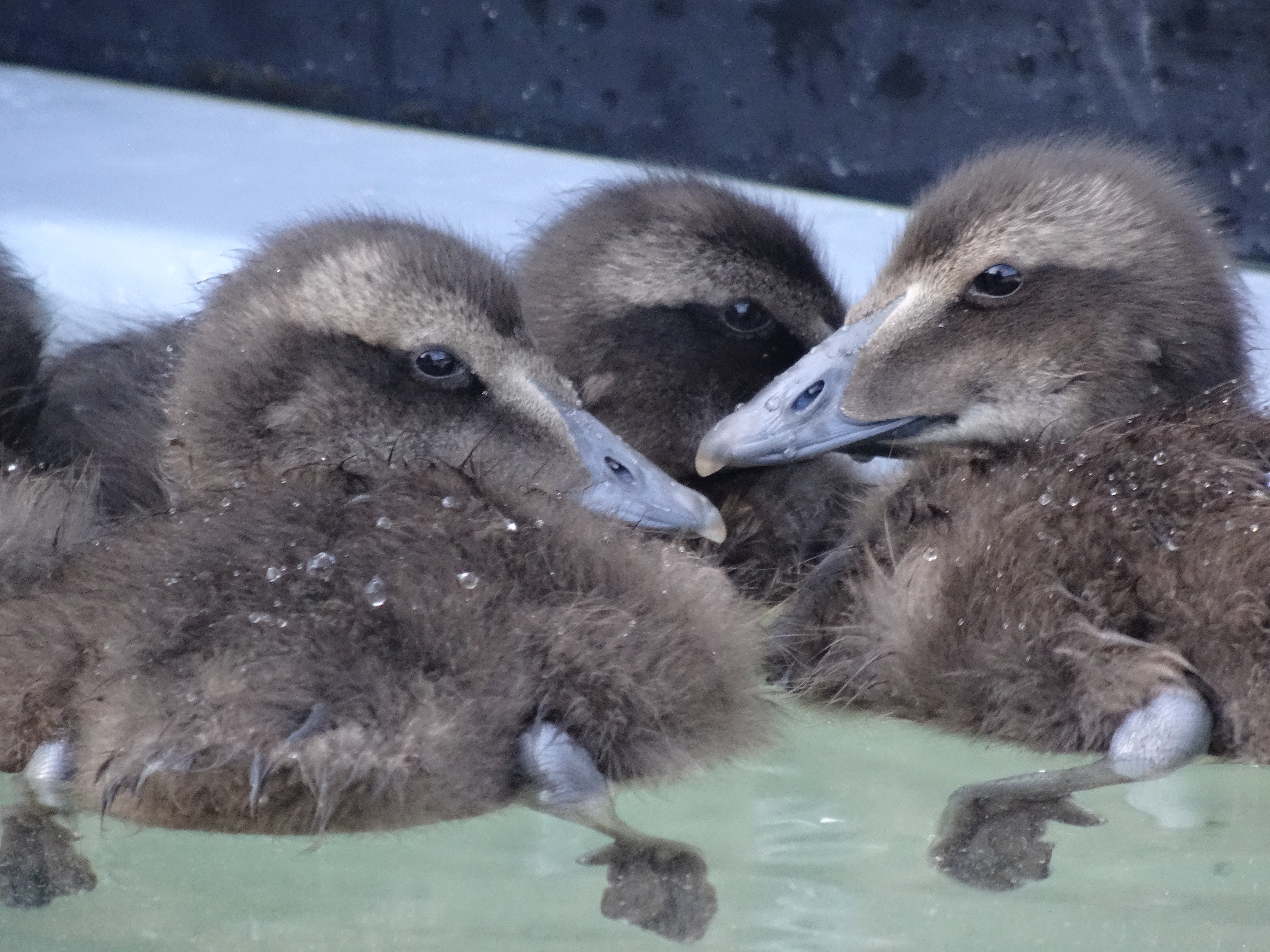 Common Eiders; fluffiest of the fluffy!