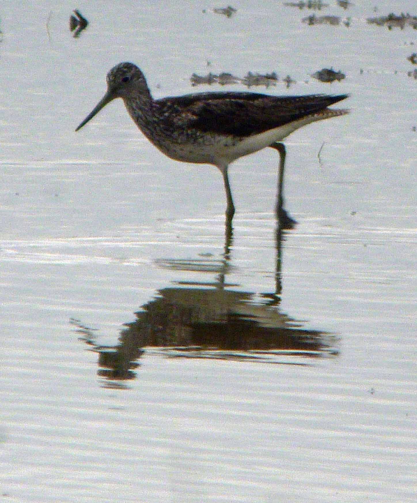 Greenshank